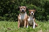 AMSTAFF  ADULT & PUPPIES 063